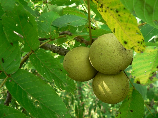 {Juglans nigra}